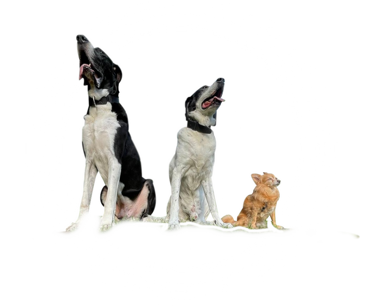 Hund,Deutsche Dogge,Pointer,Chihuahua